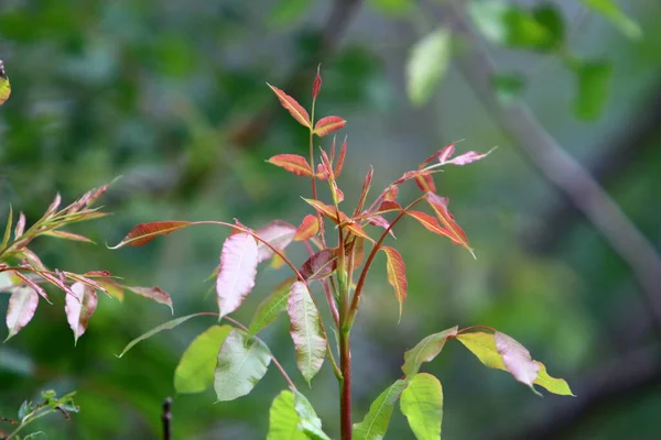 Hojas Coloridas Los Árboles Parque Ciudad Norte Israel Fondo Borroso — Foto de Stock