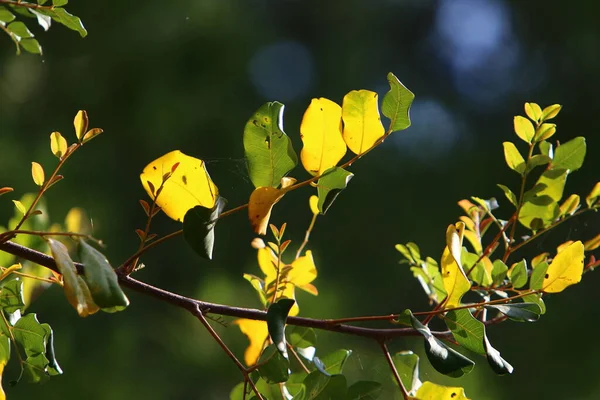 Bunte Blätter Bäumen Einem Stadtpark Norden Israels Unklarer Hintergrund — Stockfoto