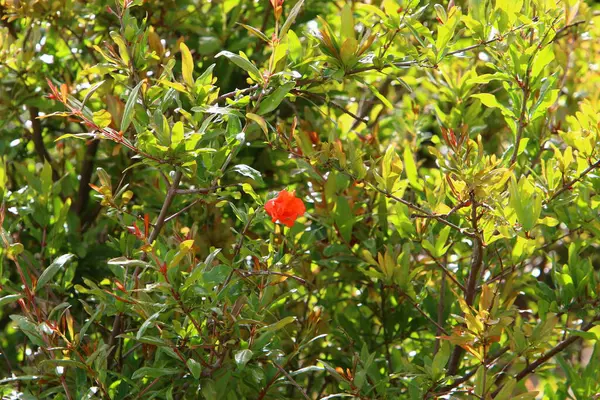 Hojas Coloridas Los Árboles Parque Ciudad Norte Israel Fondo Borroso —  Fotos de Stock