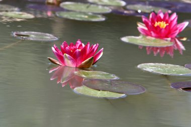 İsrail 'in kuzeyinde, tatlı su gölünde renkli nilüferler yetişir. 