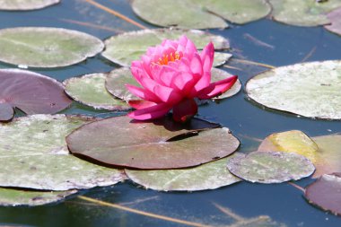 İsrail 'in kuzeyinde, tatlı su gölünde renkli nilüferler yetişir. 