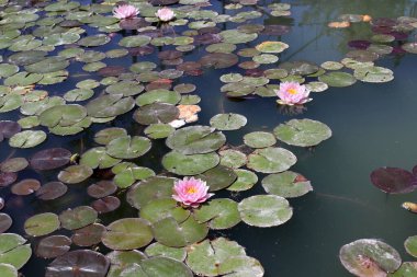 İsrail 'in kuzeyinde, tatlı su gölünde renkli nilüferler yetişir. 