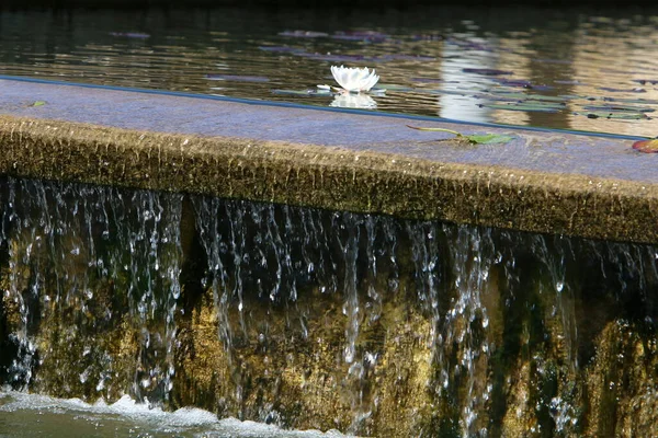 Norte Israel Coloridos Lirios Agua Crecen Lago Agua Dulce — Foto de Stock