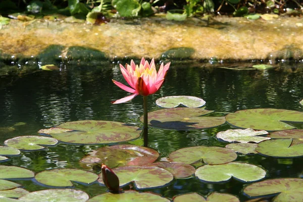 Norden Israels Wachsen Bunte Seerosen Einem Süßwassersee — Stockfoto