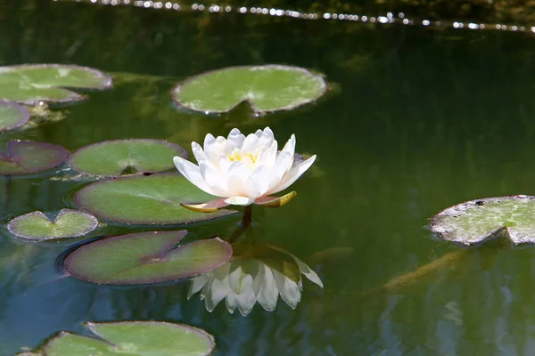 Norden Israels Wachsen Bunte Seerosen Einem Süßwassersee — Stockfoto