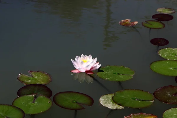 Norte Israel Coloridos Lirios Agua Crecen Lago Agua Dulce — Foto de Stock