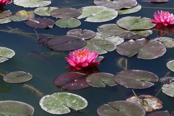 North Israel Colorful Water Lilies Grow Freshwater Lake — Stock Photo, Image