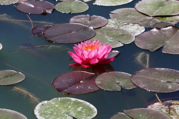 North Israel Colorful Water Lilies Grow Freshwater Lake — Stock Photo, Image