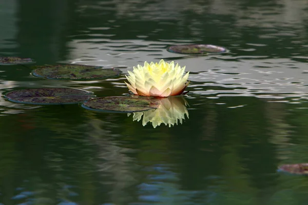 Norden Israels Wachsen Bunte Seerosen Einem Süßwassersee — Stockfoto