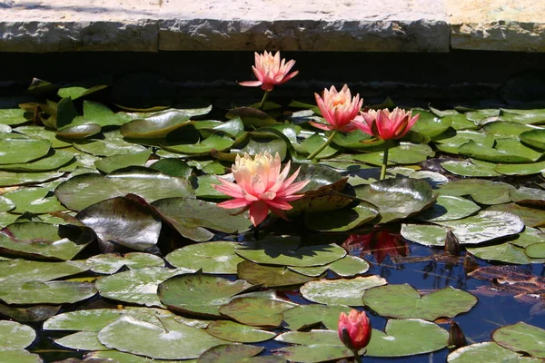 Norden Israels Wachsen Bunte Seerosen Einem Süßwassersee — Stockfoto