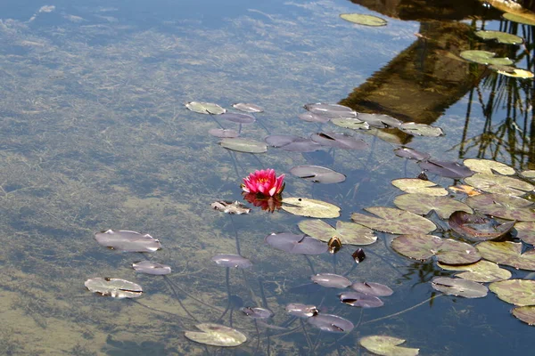 Norte Israel Coloridos Lirios Agua Crecen Lago Agua Dulce —  Fotos de Stock