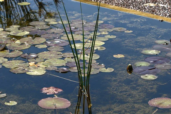 Norte Israel Lírios Coloridos Crescem Lago Água Doce — Fotografia de Stock