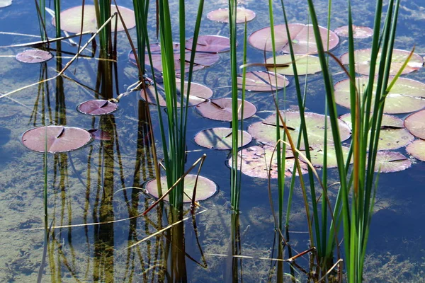 在以色列北部的一个淡水湖上生长着五彩缤纷的睡莲 — 图库照片