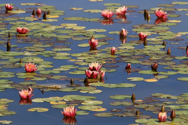 Dans Nord Israël Nénuphars Colorés Poussent Sur Lac Eau Douce — Photo