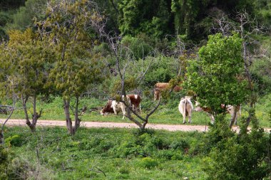 Kırsal toprak yol. Yol İsrail 'in kuzeyinde bir ormandan geçiyor. 