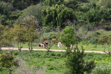 Kırsal toprak yol. Yol İsrail 'in kuzeyinde bir ormandan geçiyor. 