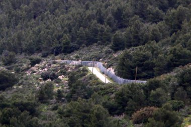 Kırsal toprak yol. Yol İsrail 'in kuzeyinde bir ormandan geçiyor. 