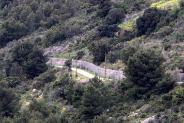 Kırsal toprak yol. Yol İsrail 'in kuzeyinde bir ormandan geçiyor. 