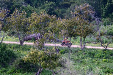 Kırsal toprak yol. Yol İsrail 'in kuzeyinde bir ormandan geçiyor. 