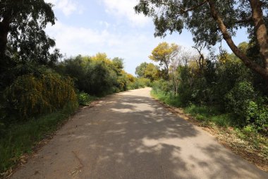 Kırsal toprak yol. Yol İsrail 'in kuzeyinde bir ormandan geçiyor. 