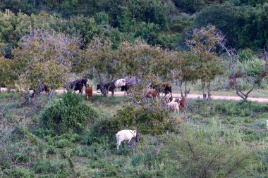 Kırsal toprak yol. Yol İsrail 'in kuzeyinde bir ormandan geçiyor. 