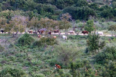 Kırsal toprak yol. Yol İsrail 'in kuzeyinde bir ormandan geçiyor. 
