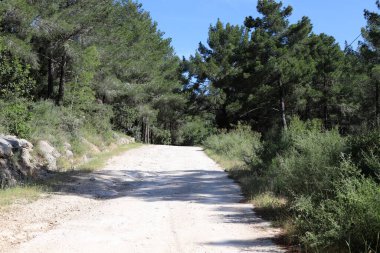 Kırsal toprak yol. Yol İsrail 'in kuzeyinde bir ormandan geçiyor. 