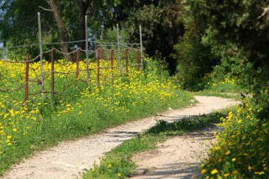 Kırsal toprak yol. Yol İsrail 'in kuzeyinde bir ormandan geçiyor. 