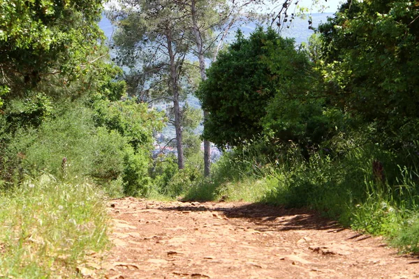 Camino Tierra Rural Camino Pasa Bosque Norte Israel — Foto de Stock