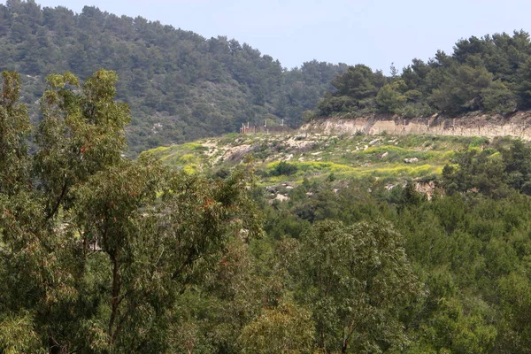 Camino Tierra Rural Camino Pasa Bosque Norte Israel — Foto de Stock