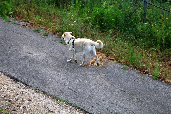 Landelijk Onverharde Weg Weg Loopt Door Een Bos Het Noorden — Stockfoto