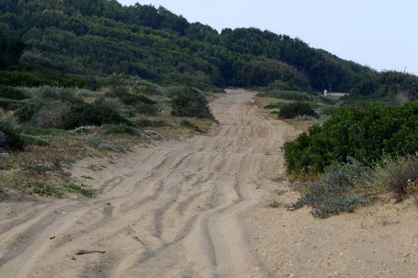 Rural Dirt Road Road Passes Forest Northern Israel — Stock Photo, Image