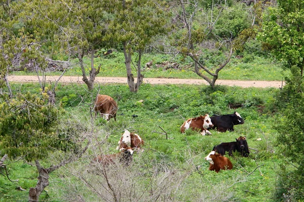 Estrada Terra Rural Estrada Passa Uma Floresta Norte Israel — Fotografia de Stock