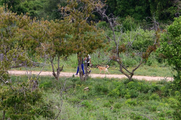 未舗装の田舎道 道路はイスラエル北部の森を通っている — ストック写真