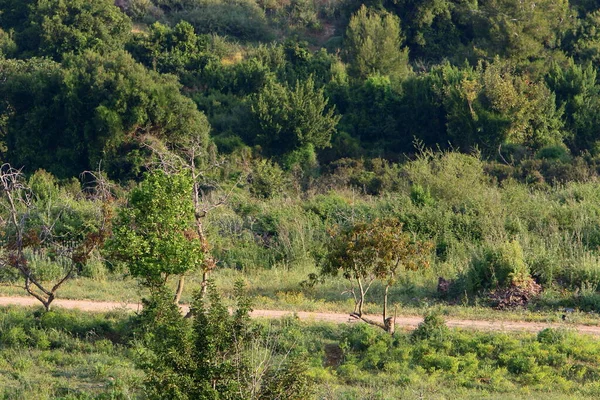 Αγροτικό Χωματόδρομο Δρόμος Περνάει Από Ένα Δάσος Στο Βόρειο Ισραήλ — Φωτογραφία Αρχείου