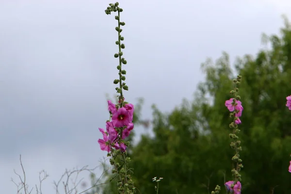 Malva Floresce Jardim Cidade Verão Norte Israel — Fotografia de Stock