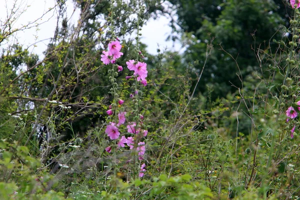 Florece Malva Jardín Verano Norte Israel —  Fotos de Stock