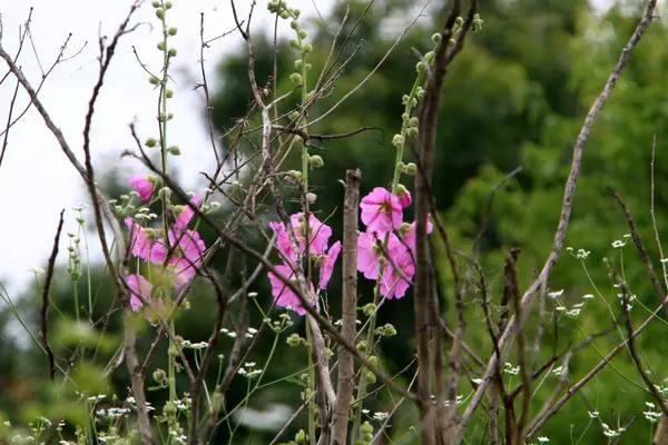 Mallow Bloeit Een Zomer Stad Tuin Noord Israel — Stockfoto