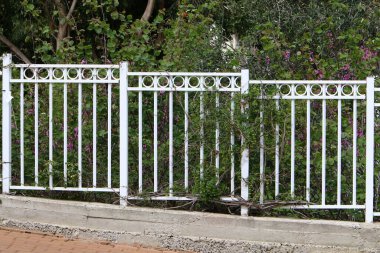 Kuzey İsrail 'de bir çit boyunca yeşil çalılar ve çiçekler büyüyor. 