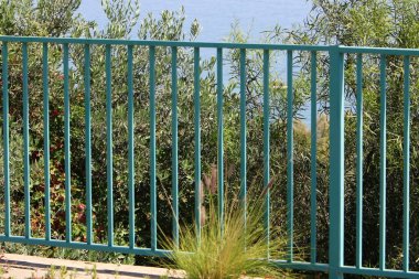 Kuzey İsrail 'de bir çit boyunca yeşil çalılar ve çiçekler büyüyor. 