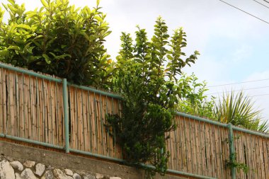 Kuzey İsrail 'de bir çit boyunca yeşil çalılar ve çiçekler büyüyor. 