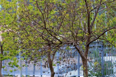 Kuzey İsrail 'de bir çit boyunca yeşil çalılar ve çiçekler büyüyor. 