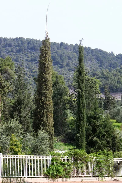 緑の低木や花はイスラエル北部のフェンスに沿って成長します — ストック写真