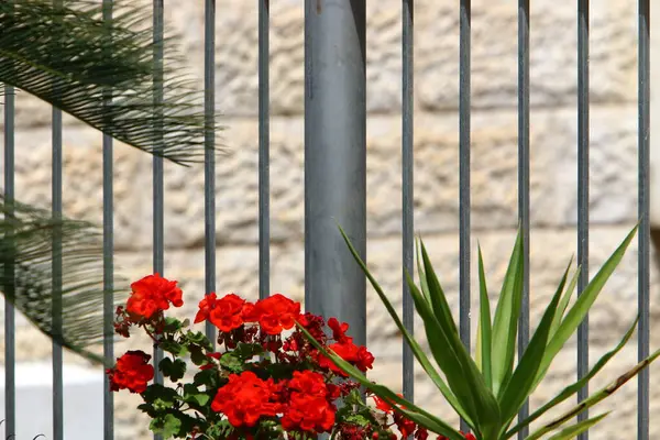 Gröna Buskar Och Blommor Växer Längs Ett Staket Norra Israel — Stockfoto