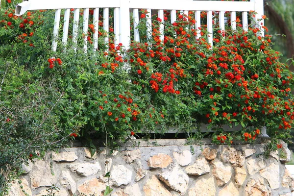 Gröna Buskar Och Blommor Växer Längs Ett Staket Norra Israel — Stockfoto