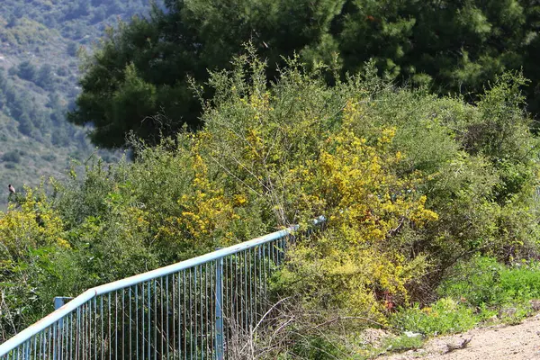 Arbustos Verdes Flores Crecen Largo Una Valla Norte Israel — Foto de Stock