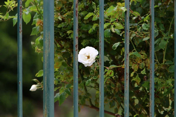 Gröna Buskar Och Blommor Växer Längs Ett Staket Norra Israel — Stockfoto