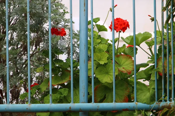 Gröna Buskar Och Blommor Växer Längs Ett Staket Norra Israel — Stockfoto