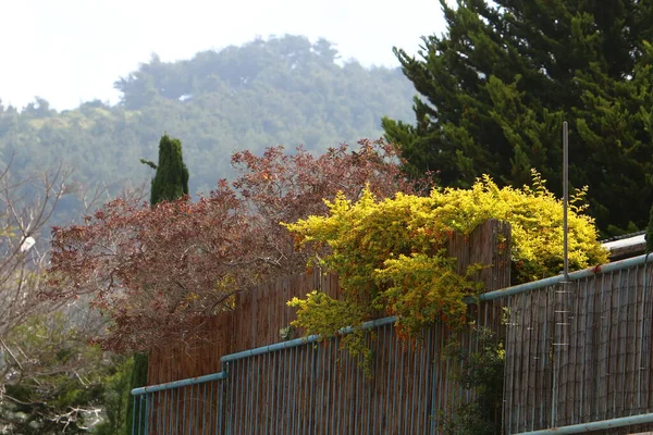 green shrubs and flowers grow along a fence in northern Israel