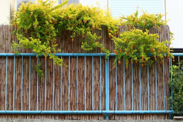 以色列北部的一个篱笆上长满了绿色的灌木和花朵 — 图库照片